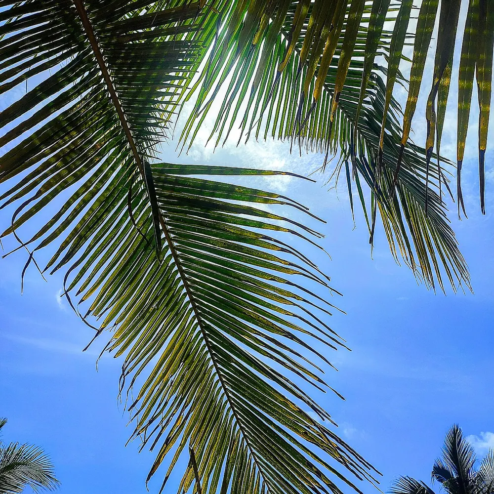 The beach at Grand-Popo